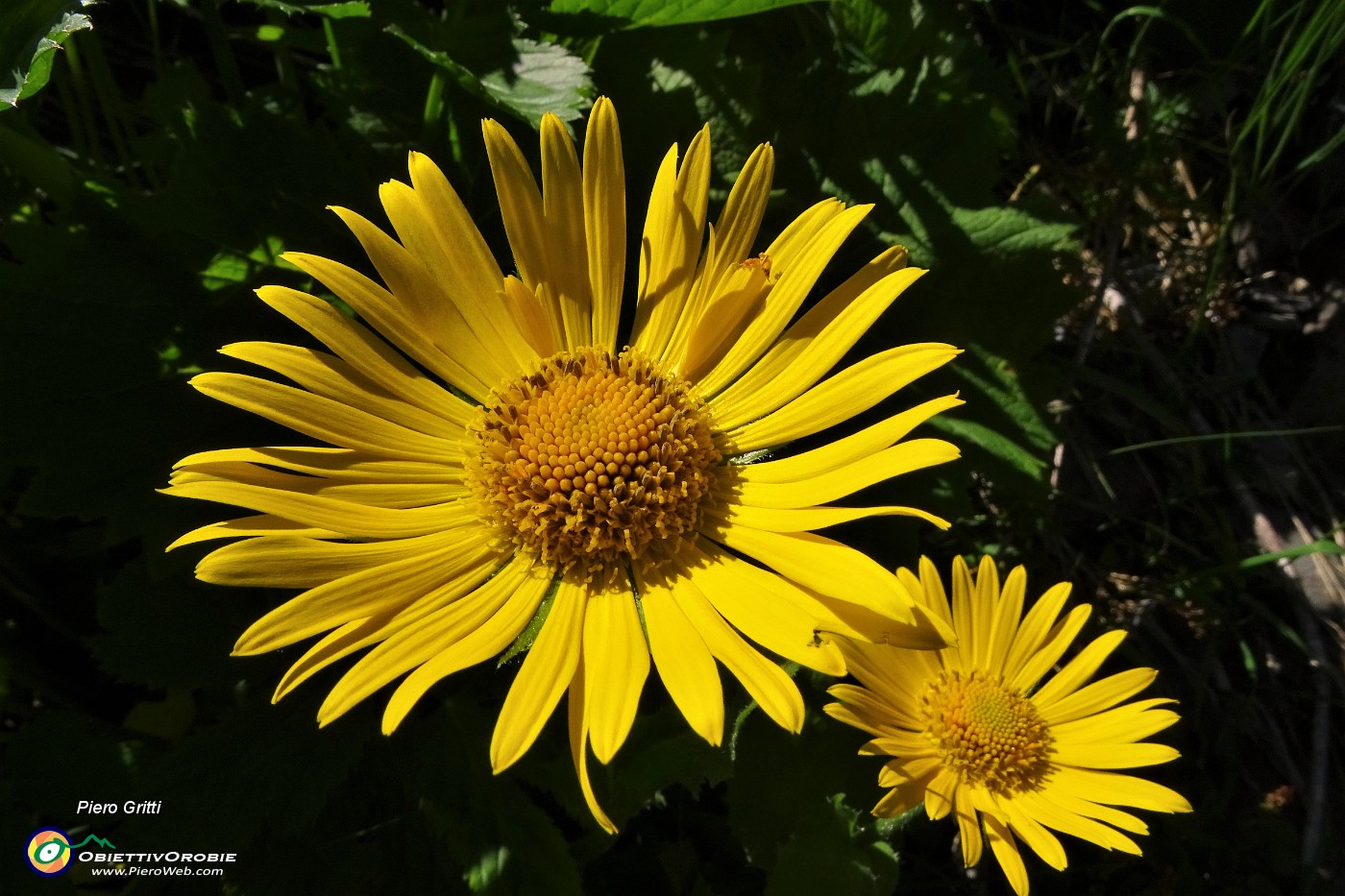 47 Doronico del granito (Doronicum Clusii).JPG